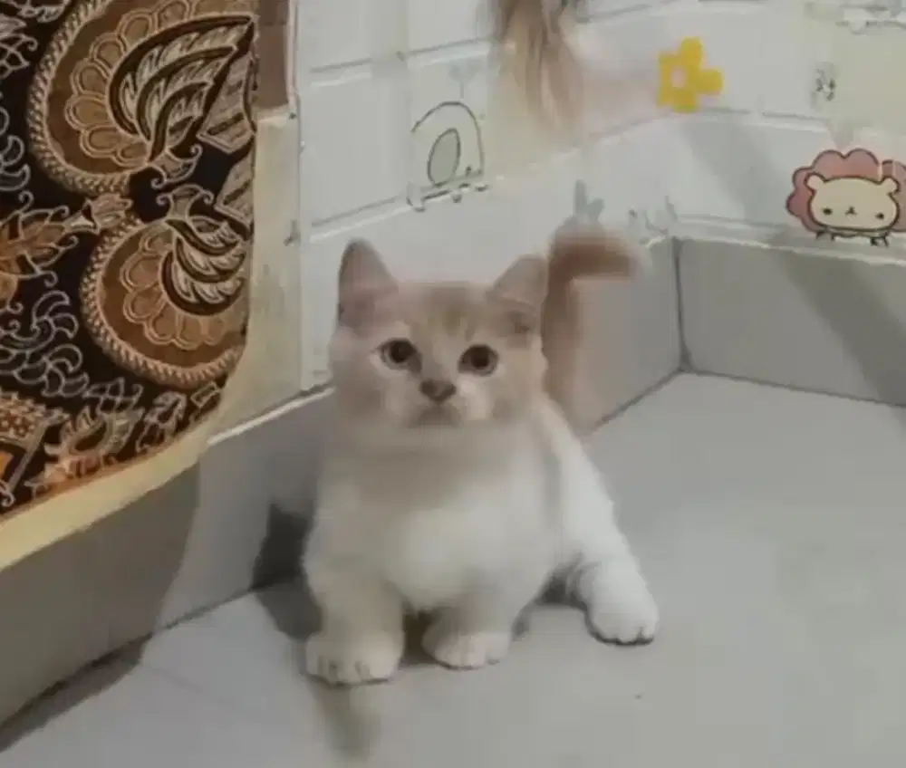 Munchkin BSH Bico Fawn Jantan Line Ped Wcf