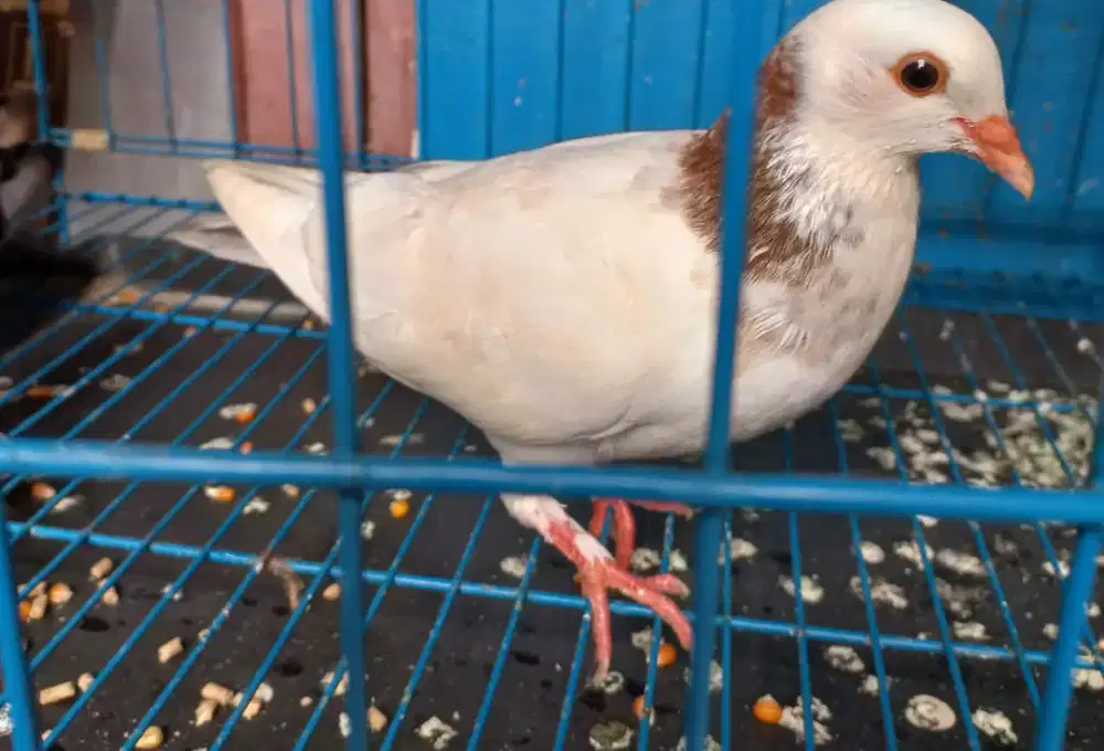 Merpati dara blantong