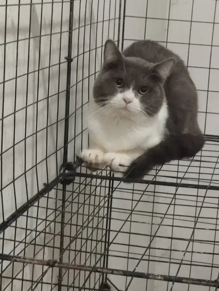 KUCING BRITISH SHORTHAIR JANTAN