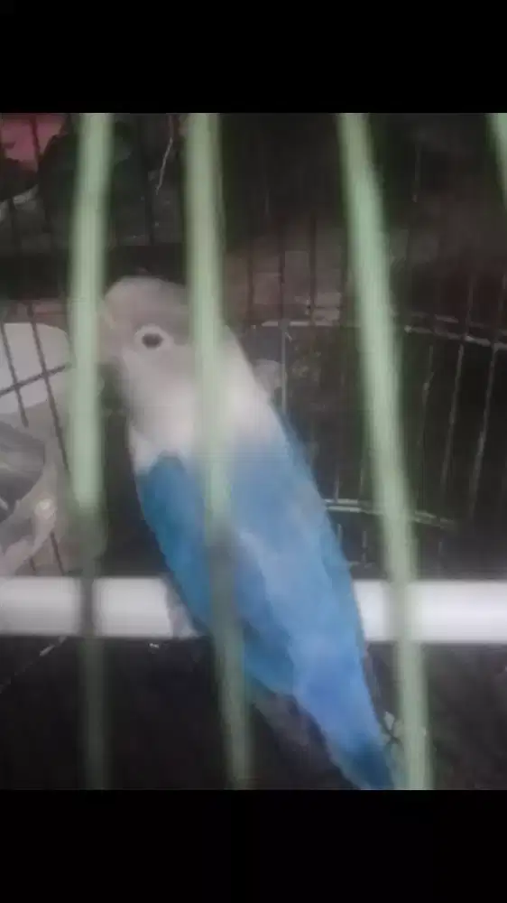 Love Bird Sudah Bunyi Rajin