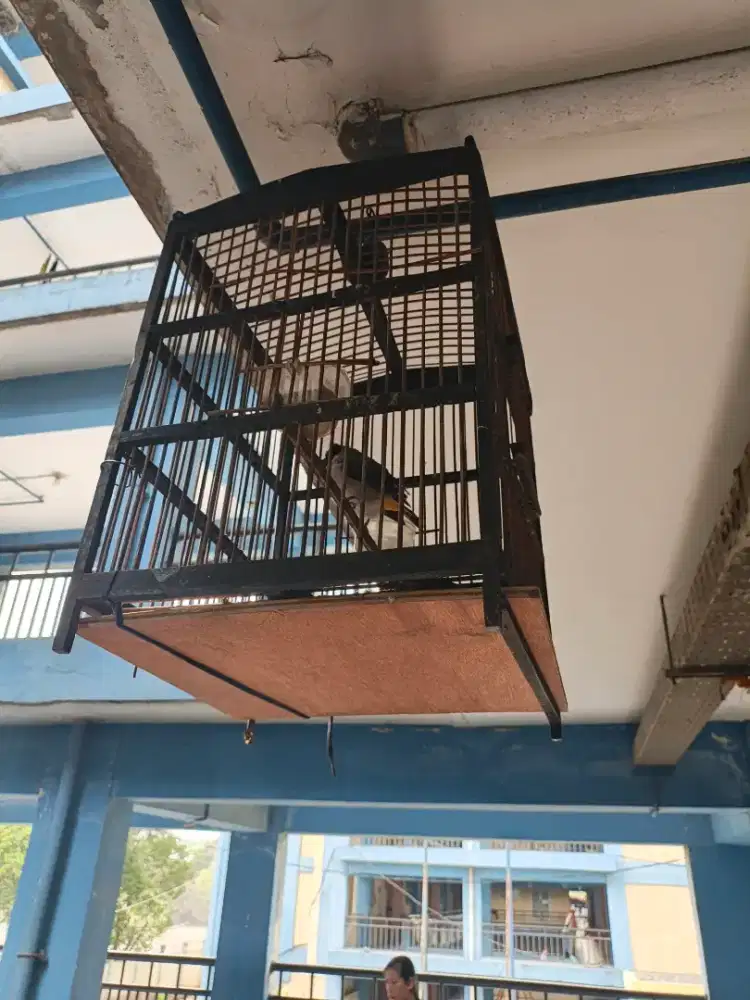 Sangkar burung tidak dengan burung nya