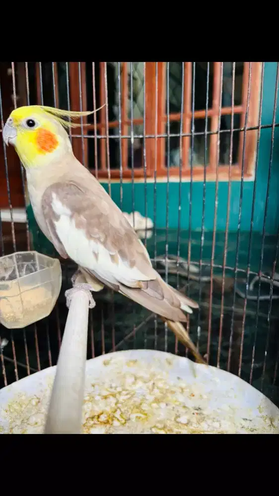 Falk Australia Jantan Rajin Bunyi