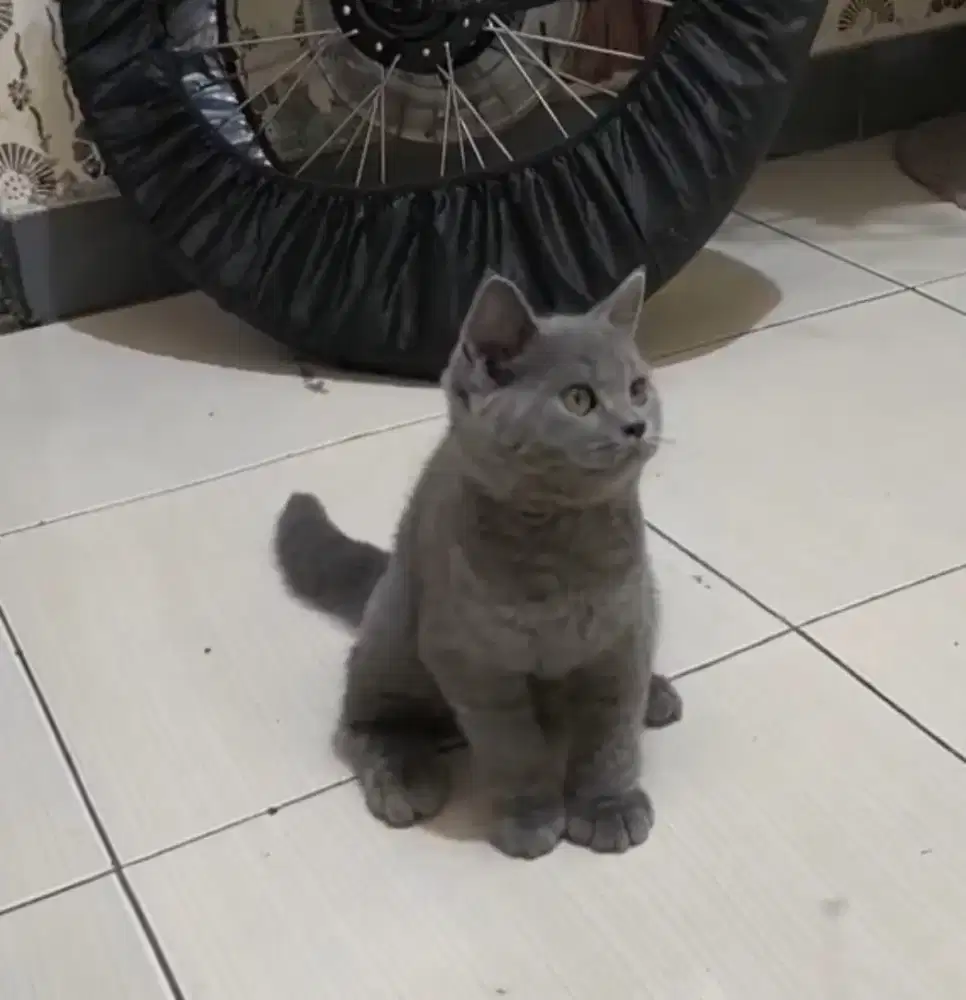 BSH Blue Jantan dan Betina Line Ped Ica