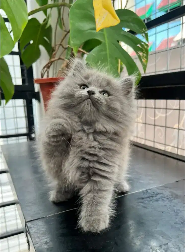 BLH Blue Solid Female Line Ped Tica