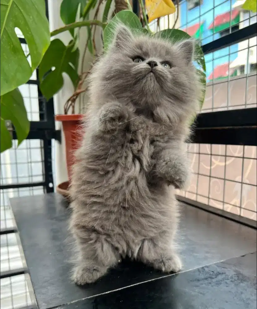 BLH Blue Solid Male Line Ped Tica