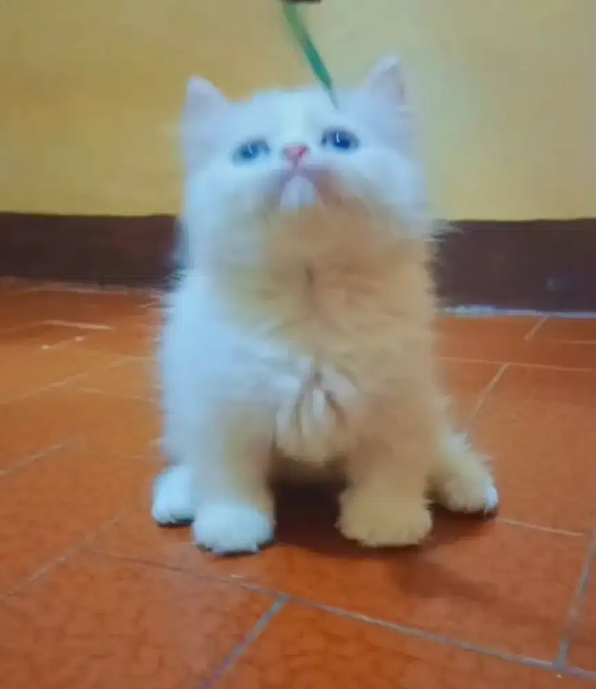 Munchkin Minuete Female White Solid