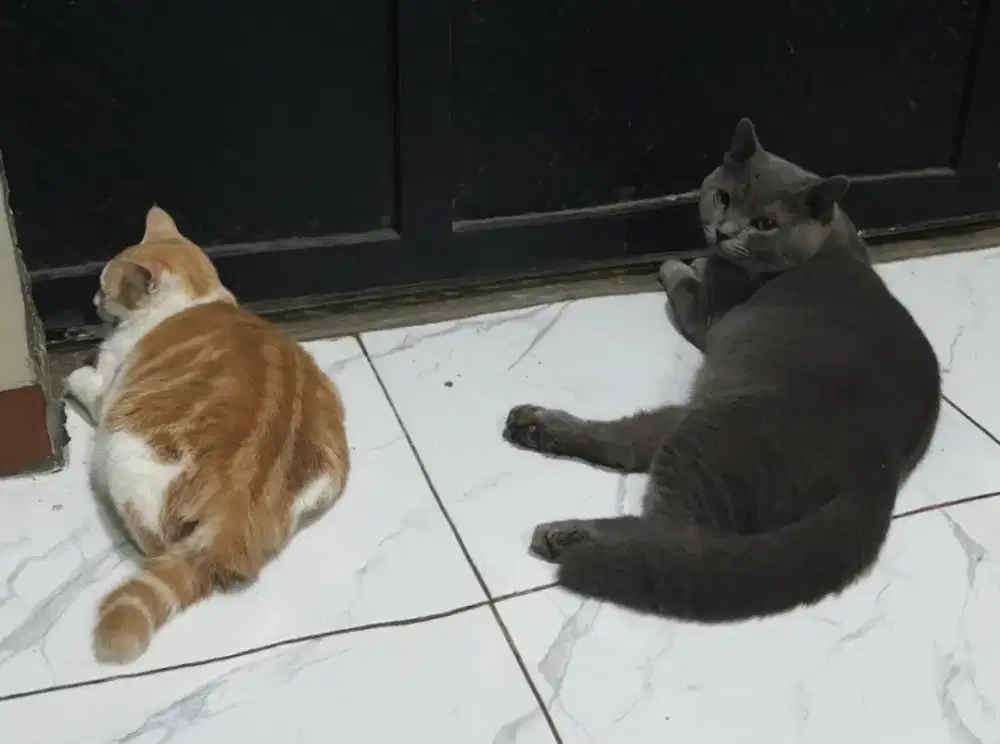 Sepasang BSH Blue Line Ped Free BSH mix