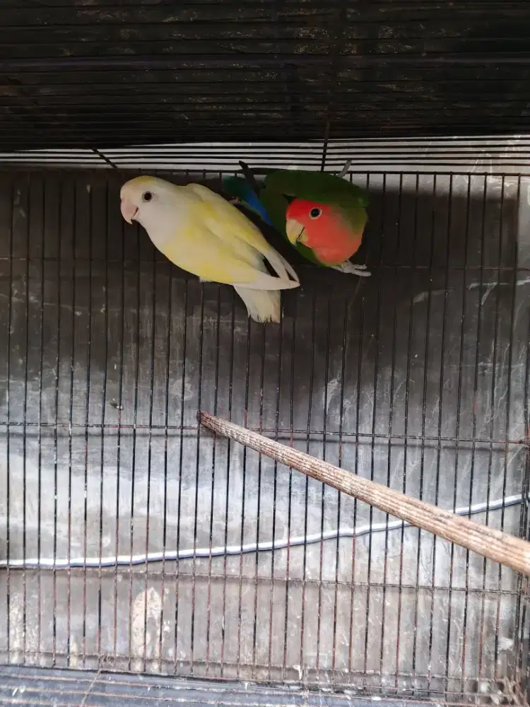 Sepasang Lovebird nonklep