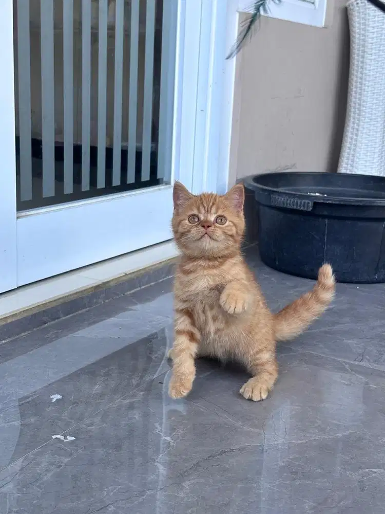 Kucing british shothair garfile