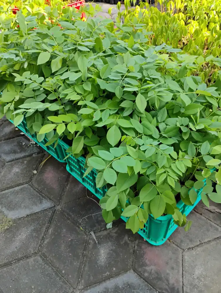 Bibit Gamal pakan domba