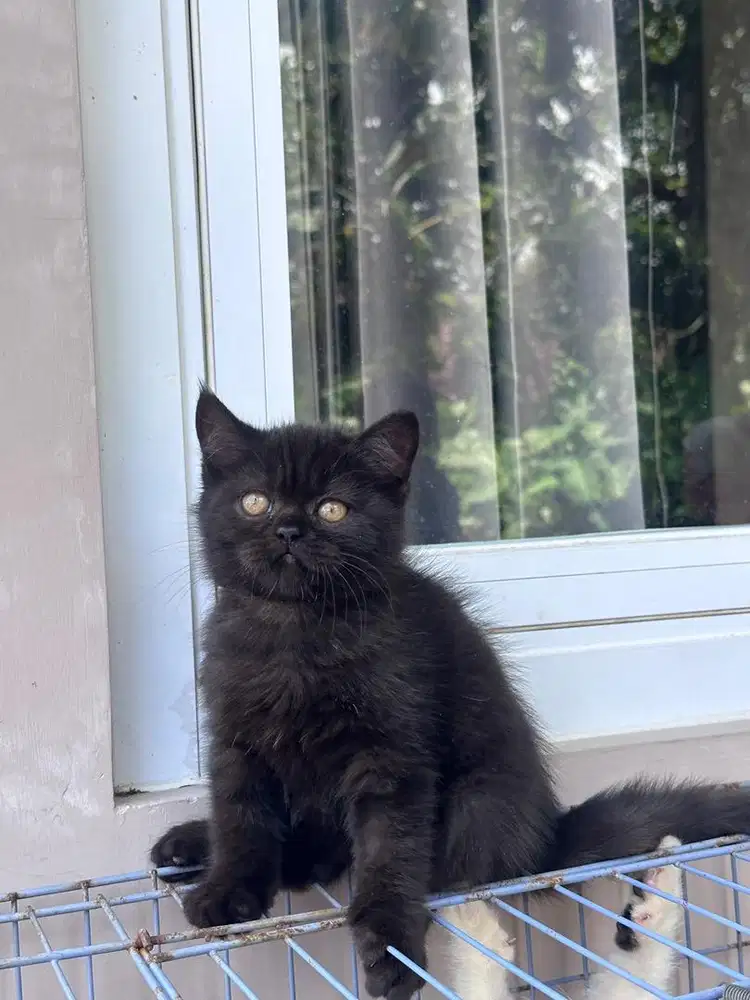 British shothair betina 2,5bln