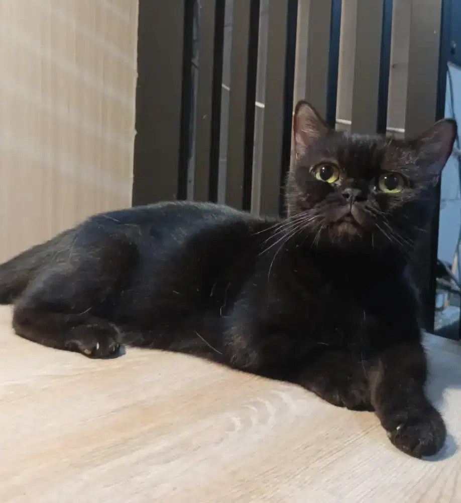 Munchkin bsh black solid 2 tahun proven