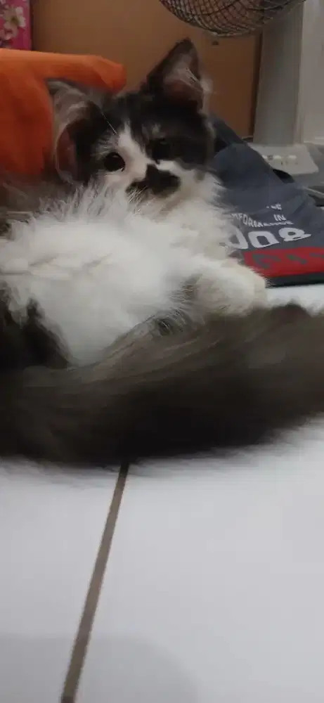 KUCING KITTEN PERSIA IMUT