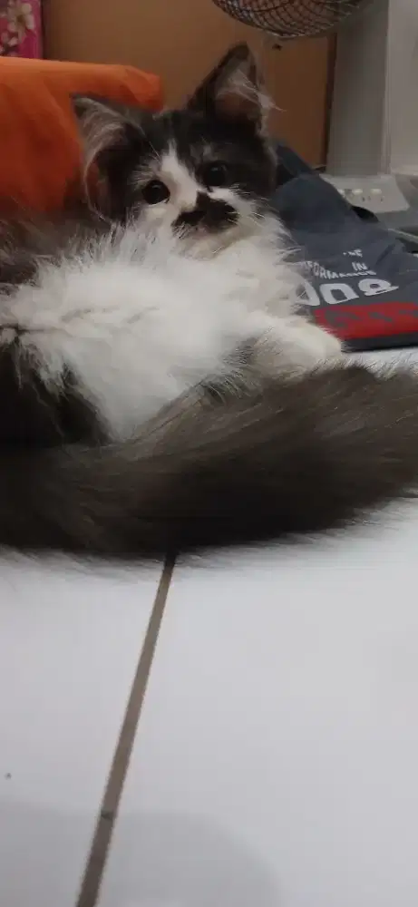 KUCING PETSIA KITTEN MURAH