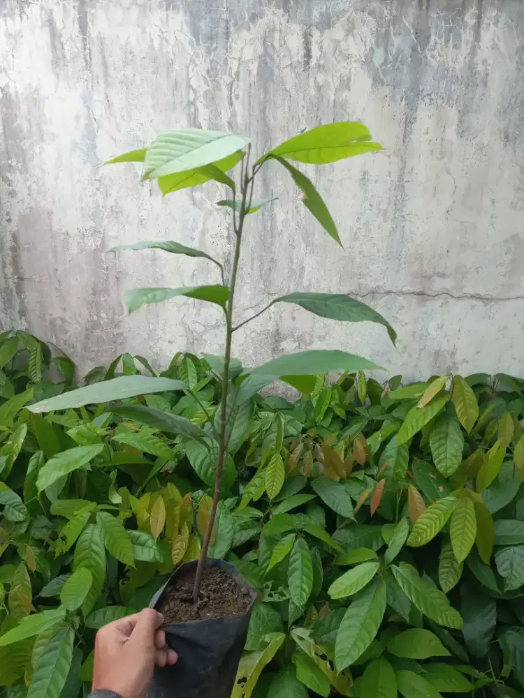 Bibit coklat unggul