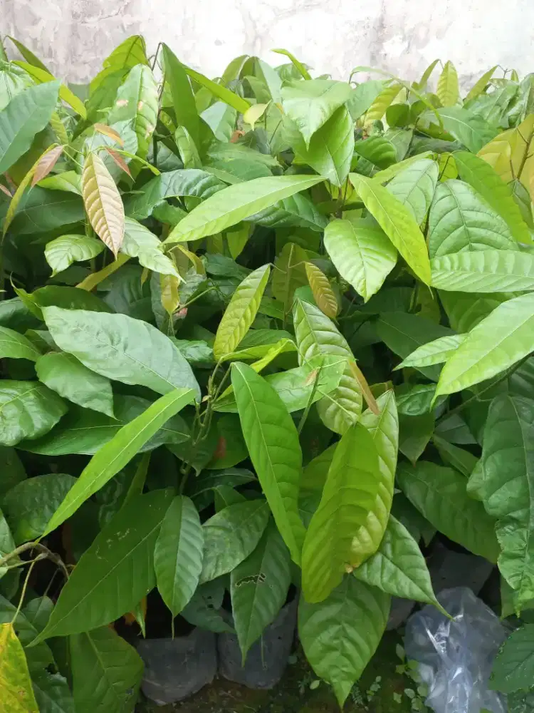 Coklat unggul tsh 858