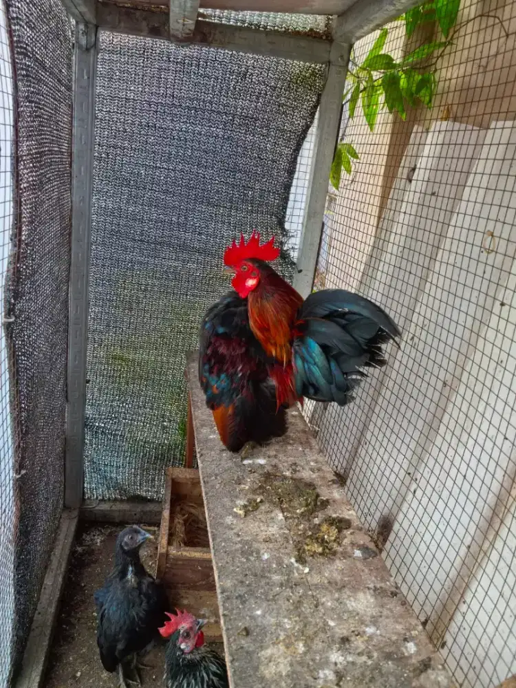 Ayam Serama asli dan sehat