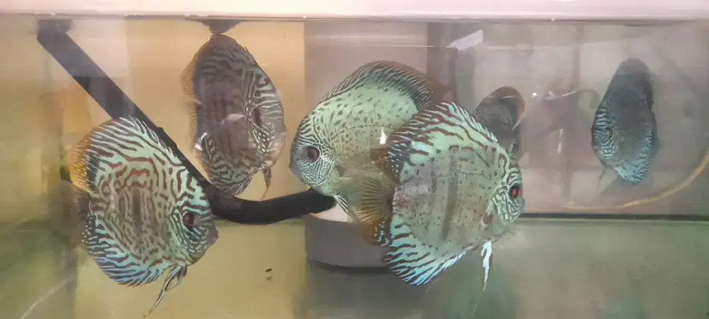Ikan discus cakep