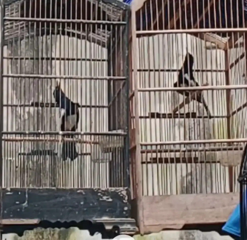 Burung kacer poci vortot prospek ngobra