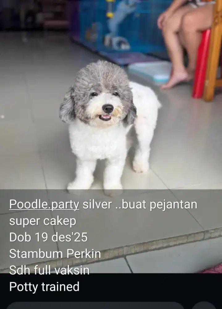 Pejantan parti silver