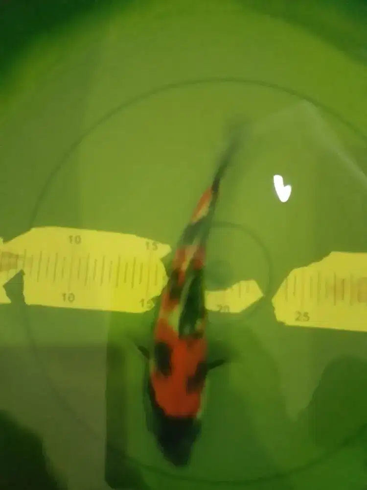 Ikan koi jenis Showa ukuran 23cm HQ