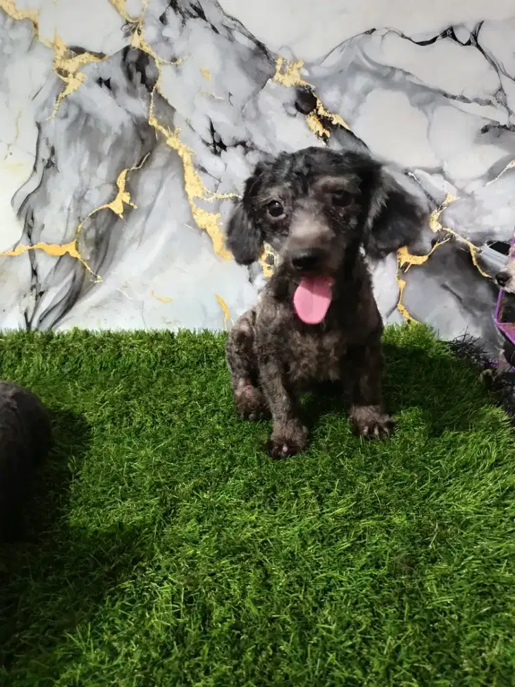 Poodle betina dark silver