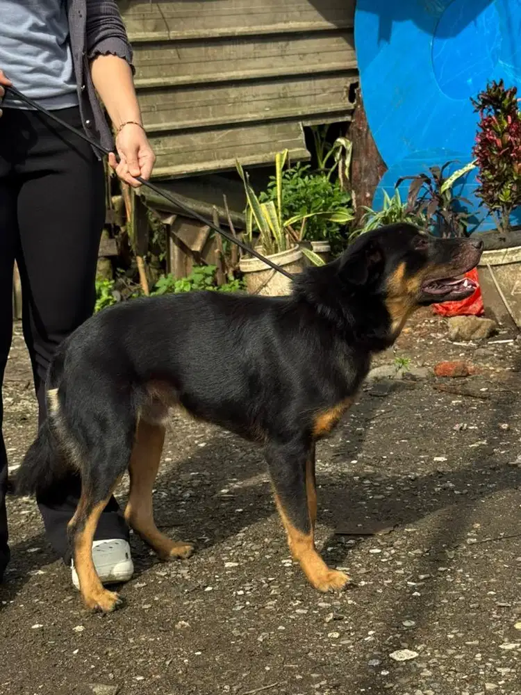 rottweiler usia 6bulan