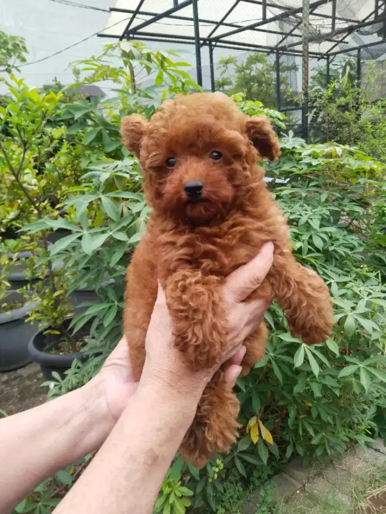 Anak anjing red pooddle (tiny)