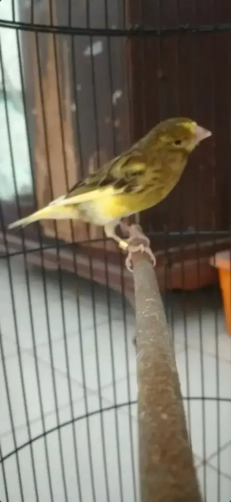 Burung kenari jantan