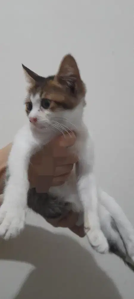 Open adopt gratis kucing 2 bulan