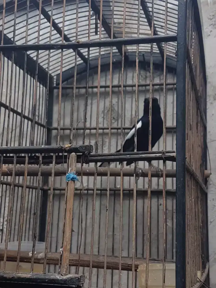 Kacer hitam gacor figher