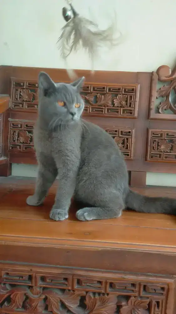 Kucing British short hair BSH