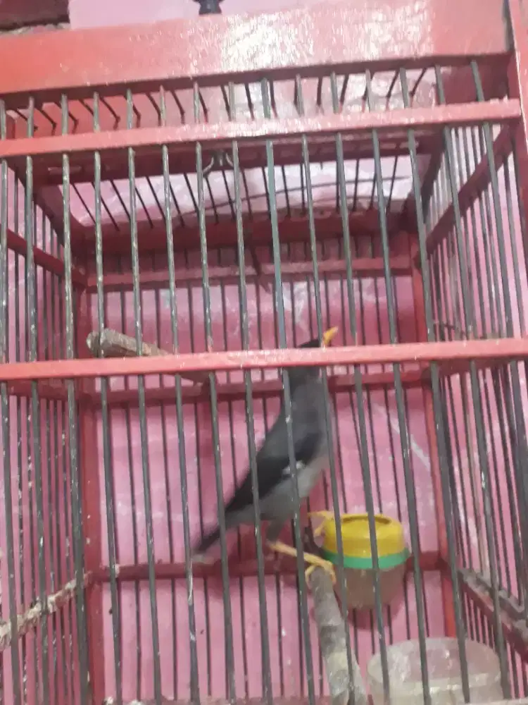 jalak hitam muda mata putih out door