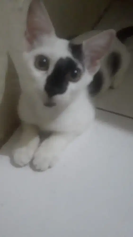 Open adop buat yg amanah minat bs chat