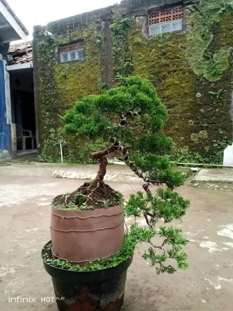 Bonsia Cemara Sinensis Cascade