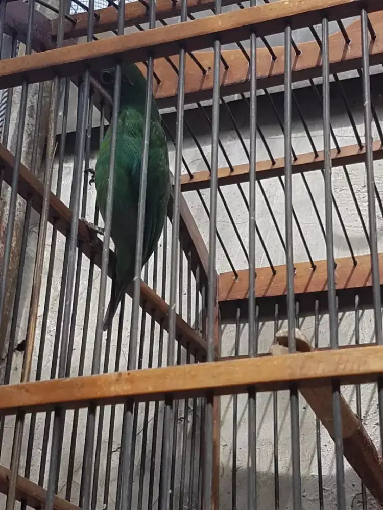 IjB big betina mulus bunyi