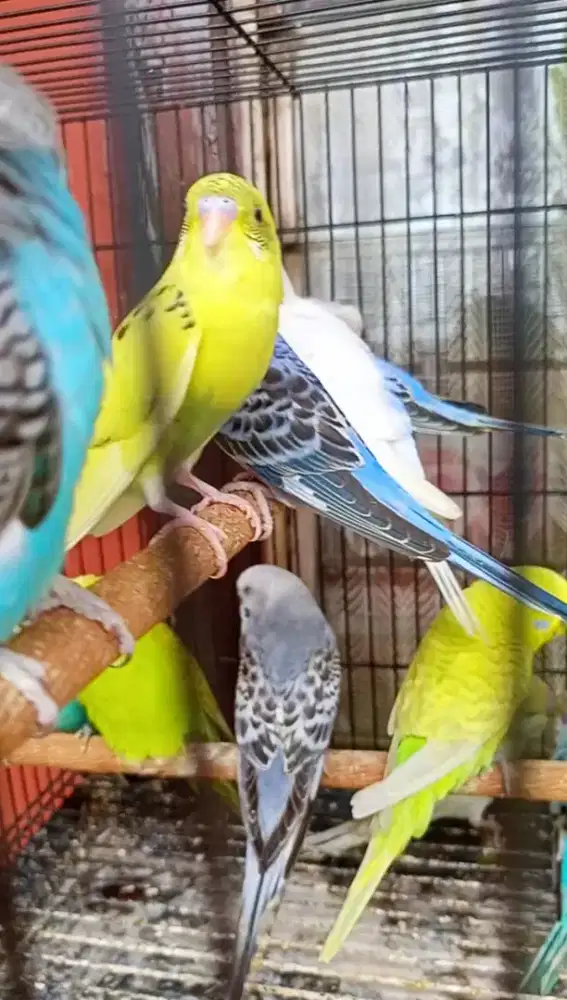 Burung Parkit Warna Warni