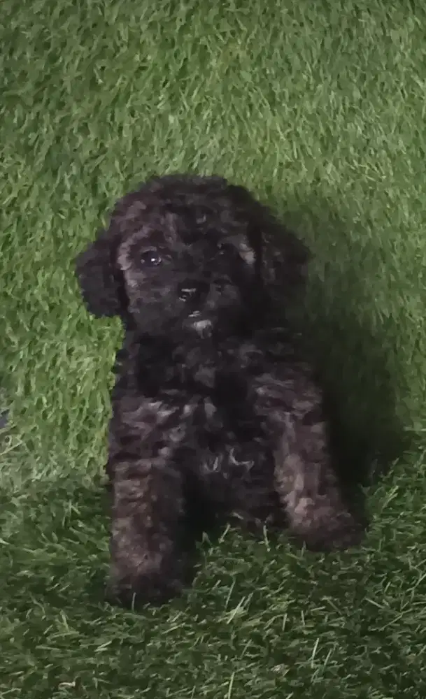 Poodle betina silver terang