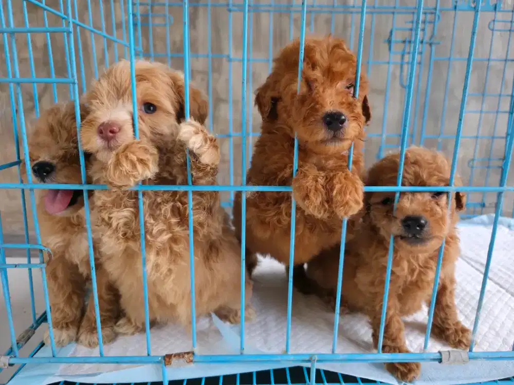 Jual anakan anjing mix