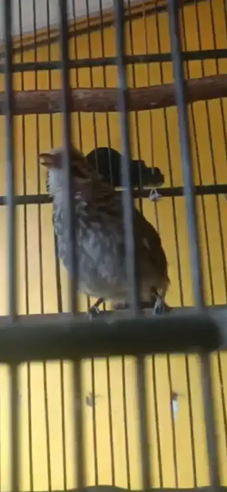 Cucak rowo.remaja usia.6 bulan no minus