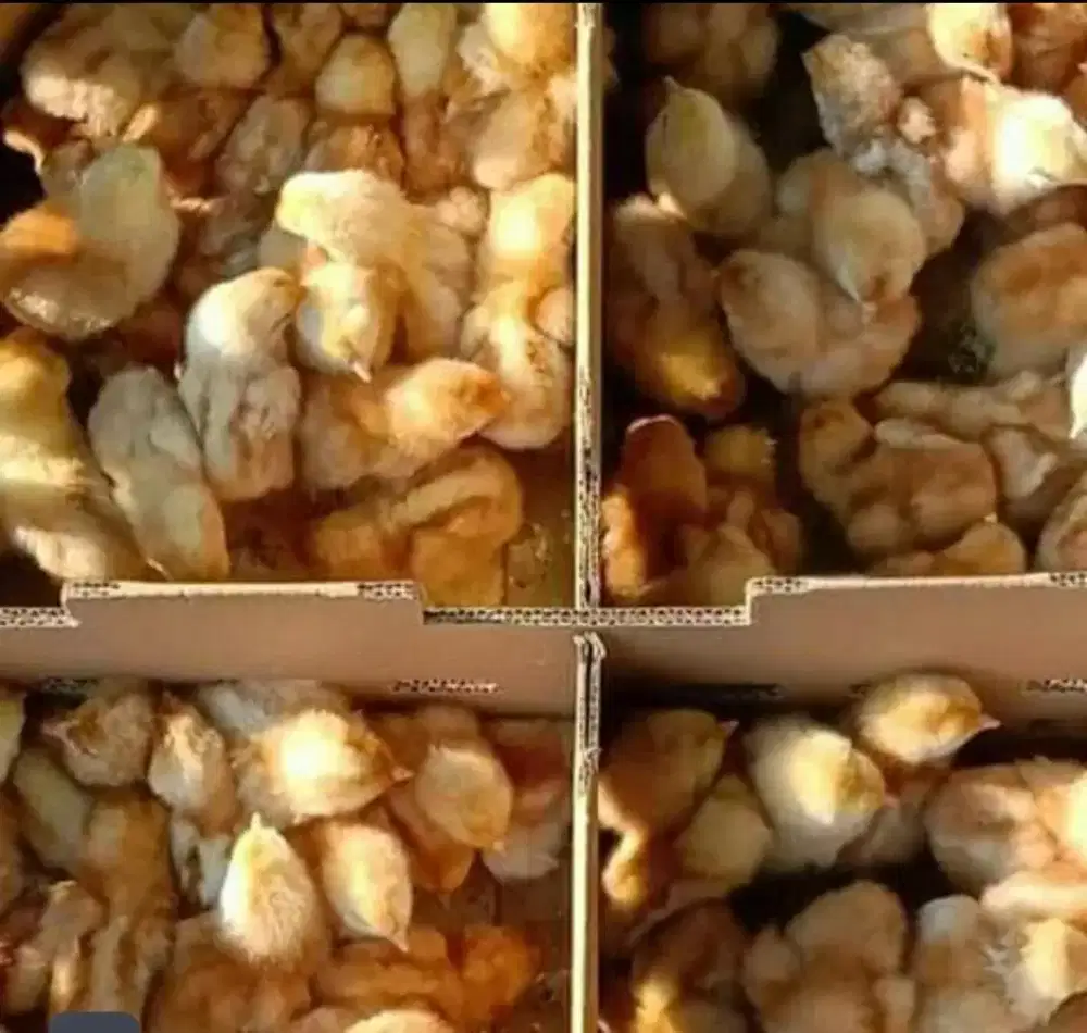 Doc bibit ayam petelur