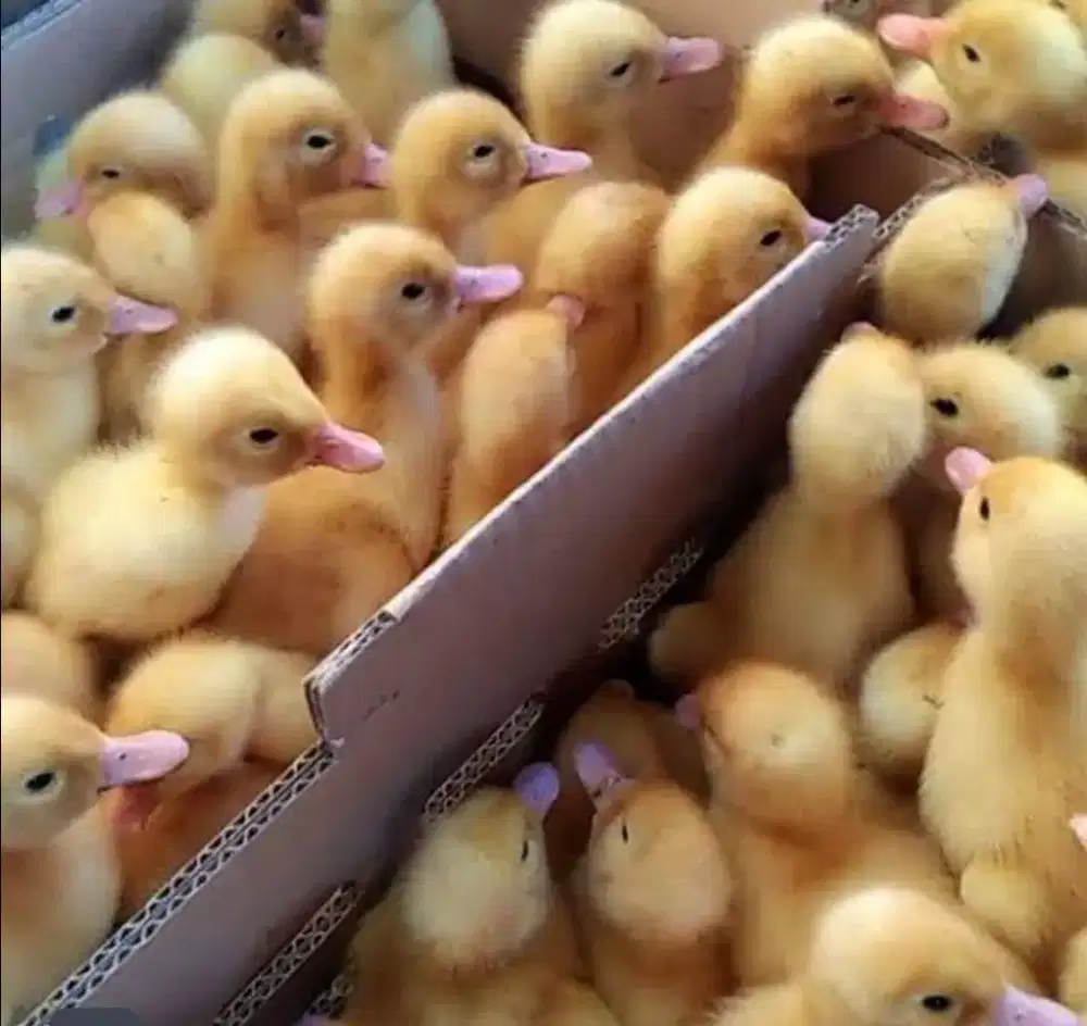 Dod bibit bebek peking