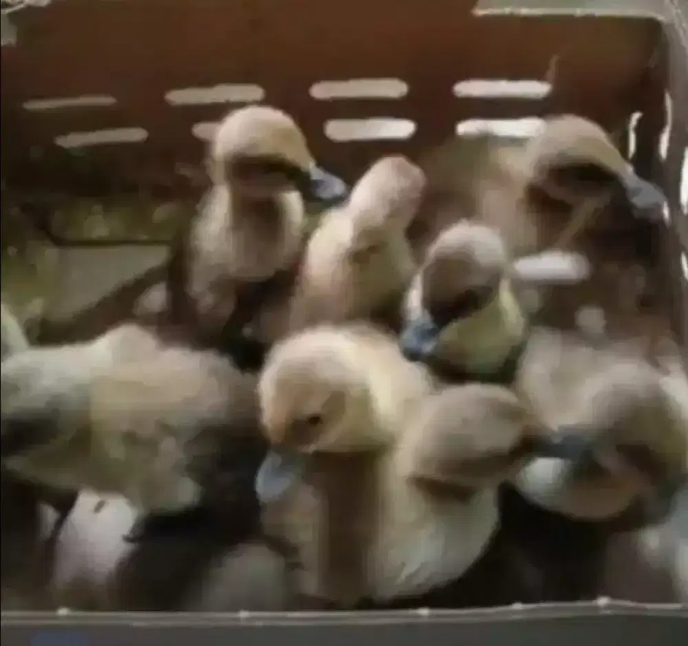 Dod bibit bebek petelur super