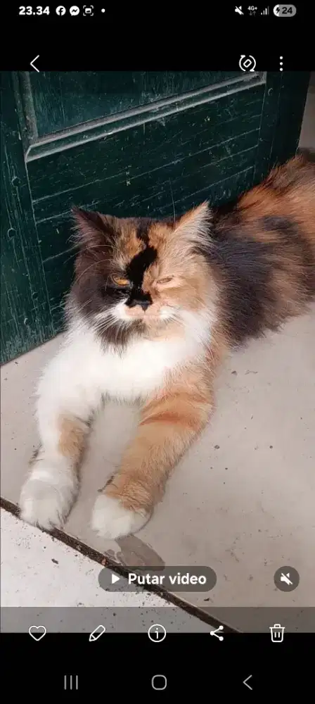 Yg minat adopsi monggo