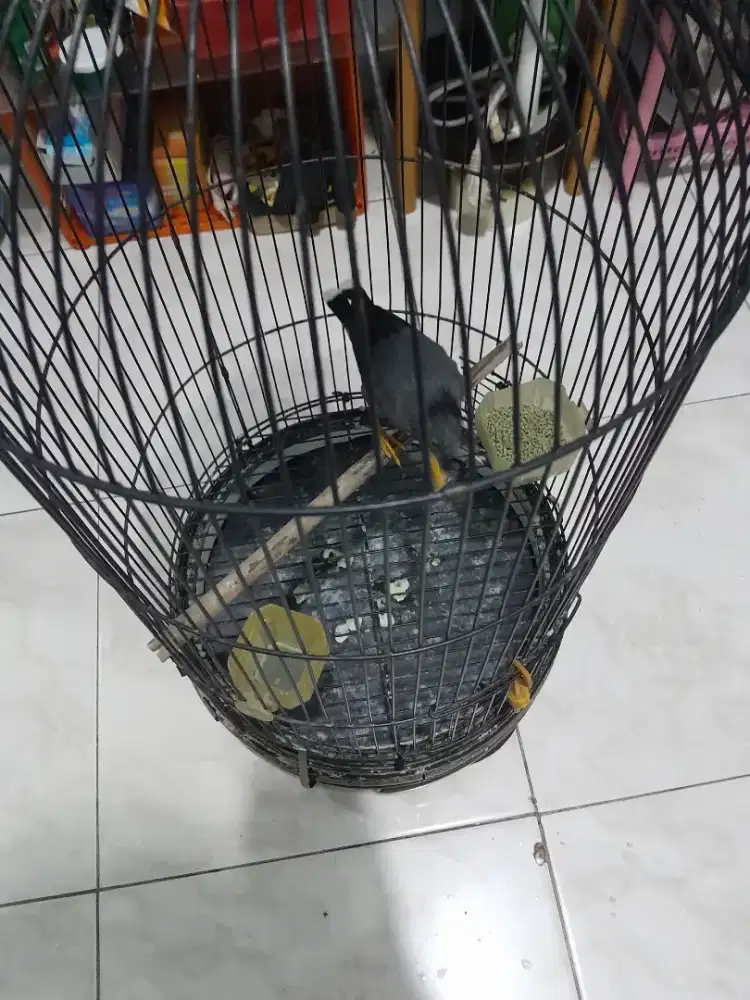 Burung jalak kebo burja