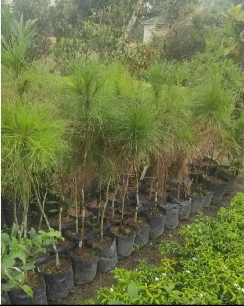 Bibit Kayu Pinus 70 - 80 cm