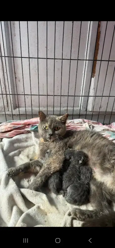 KUCING BSH TORTI INDUKAN BORONGAN