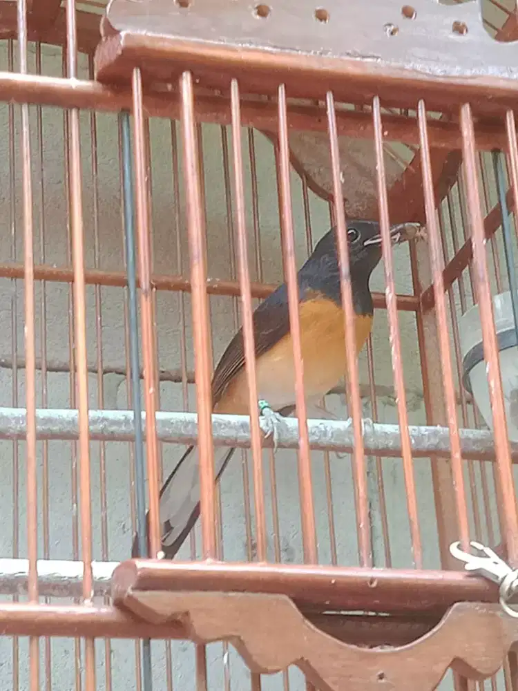 Jual pistol murai betina tra prestasi burja