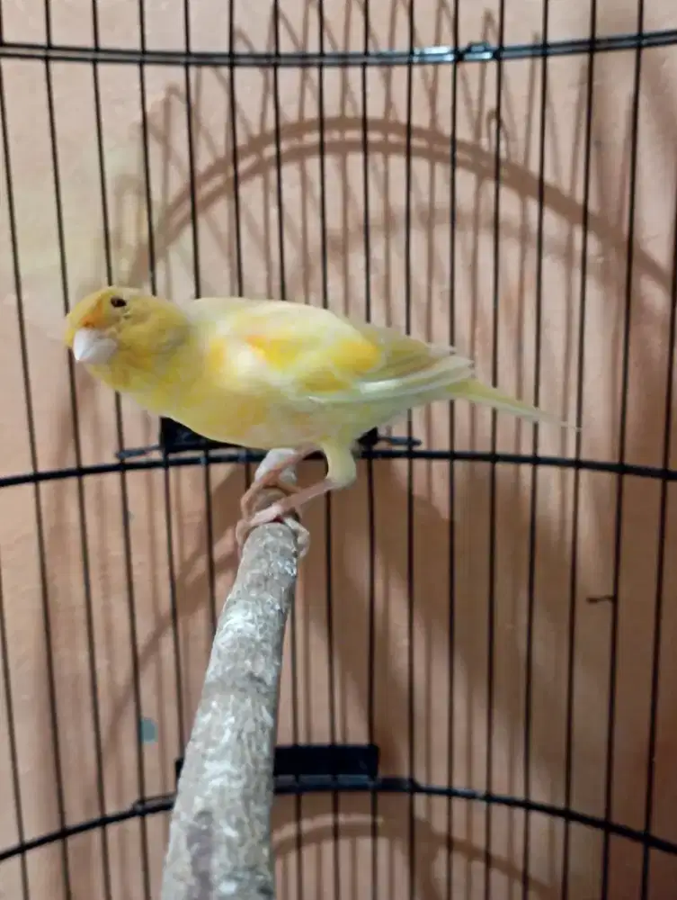 Burung Kenari Gacor siang malam