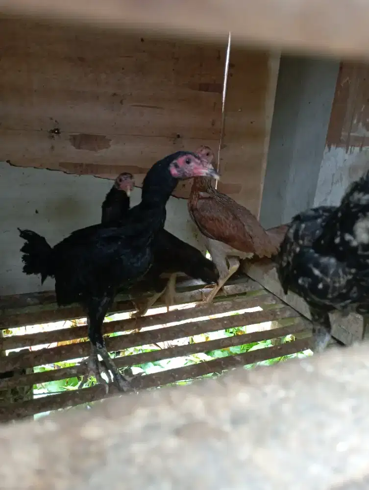 Ayam Kampung bekakak